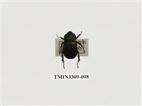 藏品(微獨角仙)的圖片